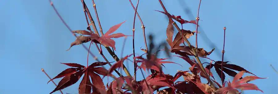 Japanse Esdoorn: Deze plant mag je beginnen te snoeien in september