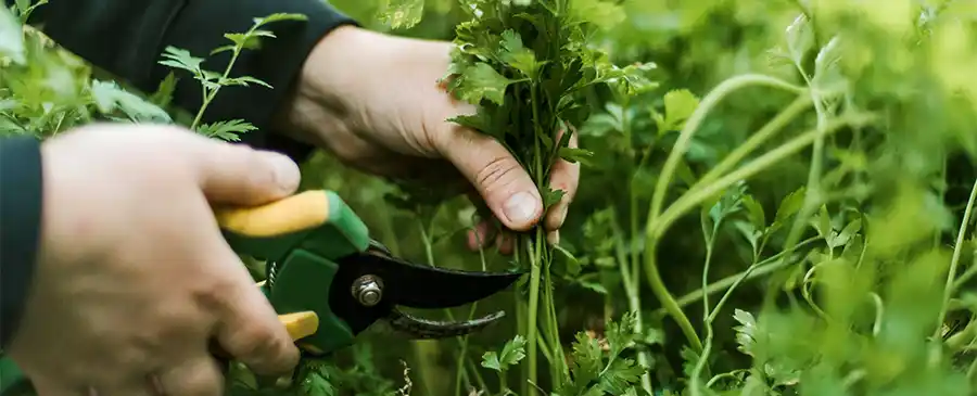 Peterselie: Deze plant mag je beginnen te snoeien in september