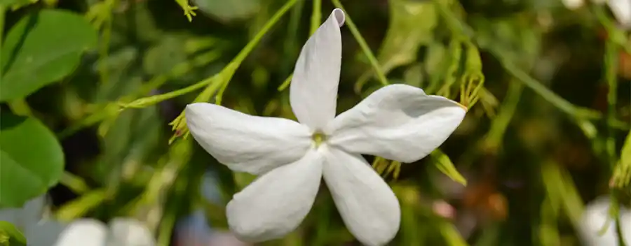 Sterjasmijn: Deze plant mag je beginnen te snoeien in september