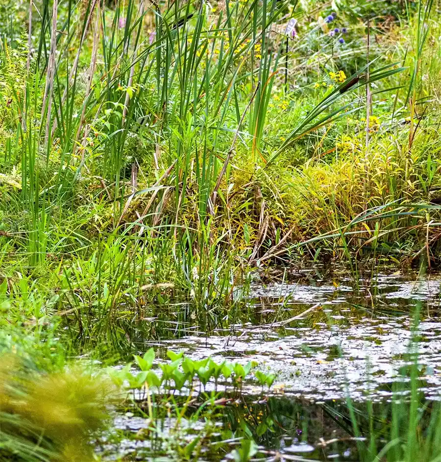 De wadi is steeds populairder in Vlaamse tuinen