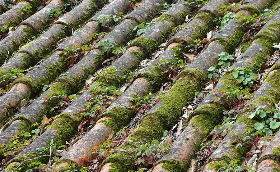 Houd je dak gezond: 8 tips voor een langere levensduur