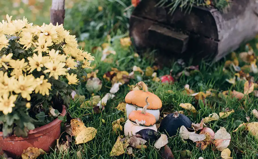 Tuintips derde week september: nat, fris en volop herfstwerk