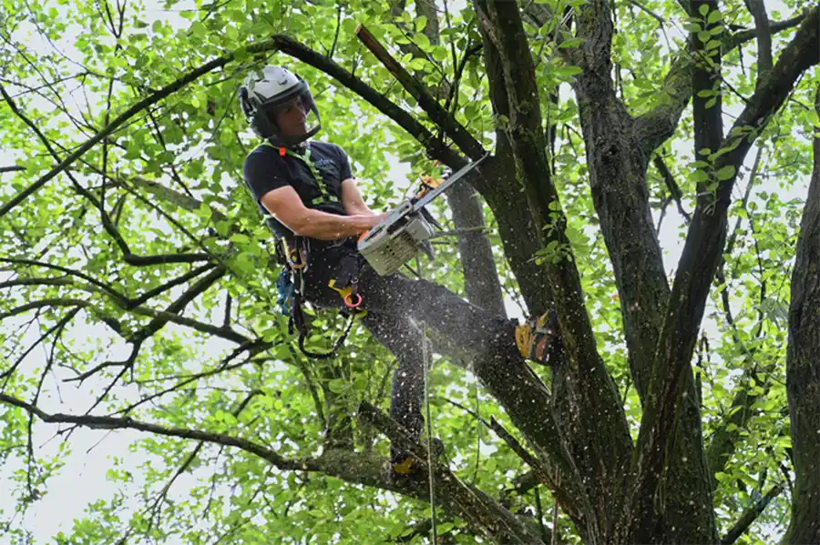 Bomen kiezen voor de toekomst: klimaat en bodem bepalen succes
