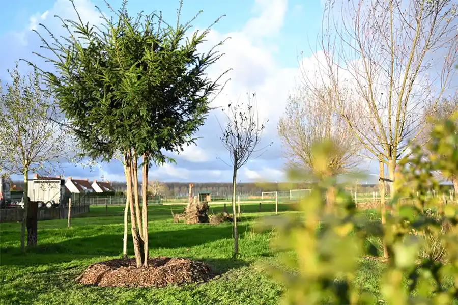 Bomen kiezen voor de toekomst: klimaat en bodem bepalen succes