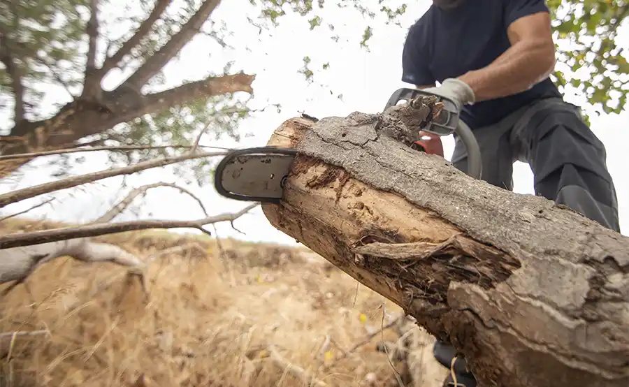 Veel Nederlanders bang voor kettingzaag
