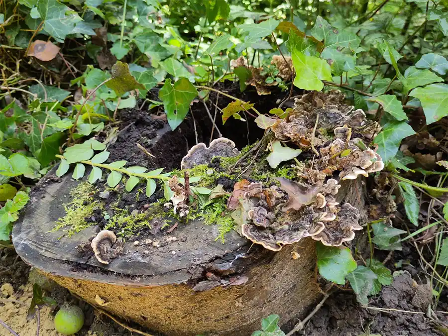 Maak van je tuin een winterparadijs voor dieren en insecten