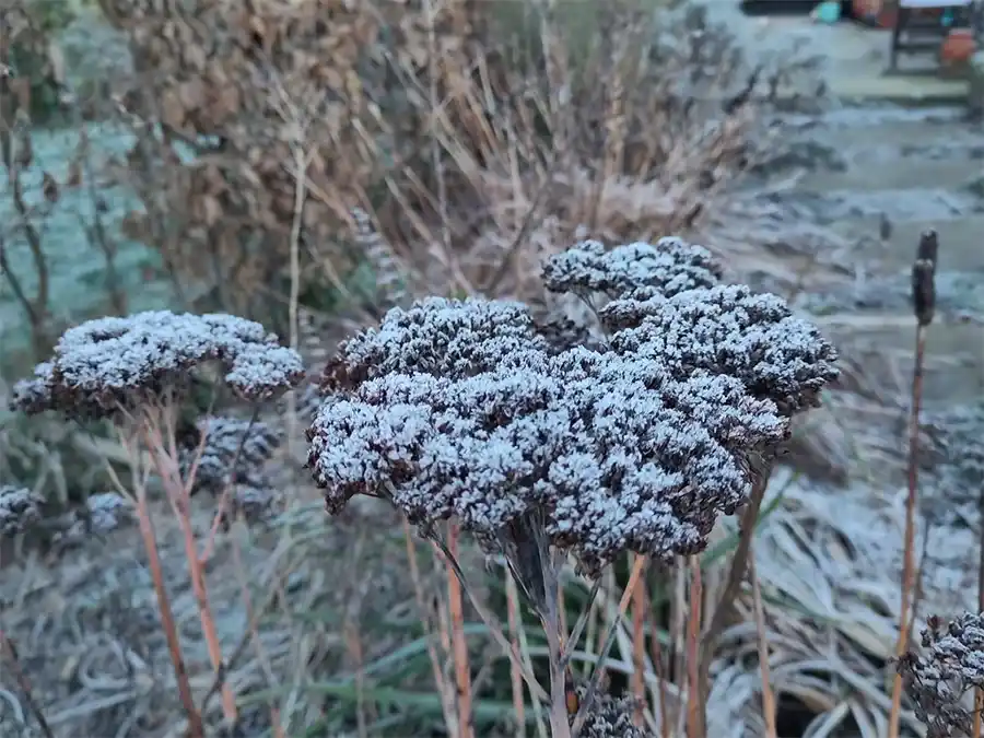 Maak van je tuin een winterparadijs voor dieren en insecten