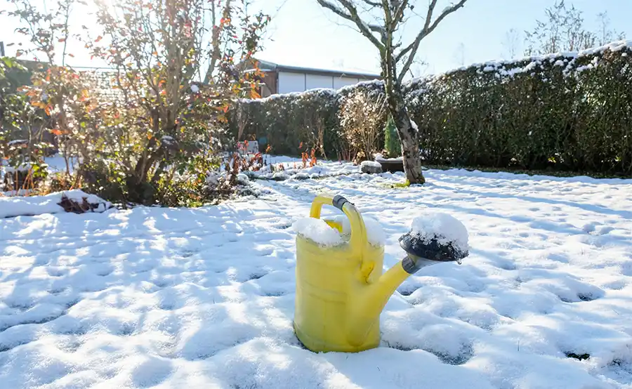 Tuintips voor januari: tuinieren na sneeuw en vorst