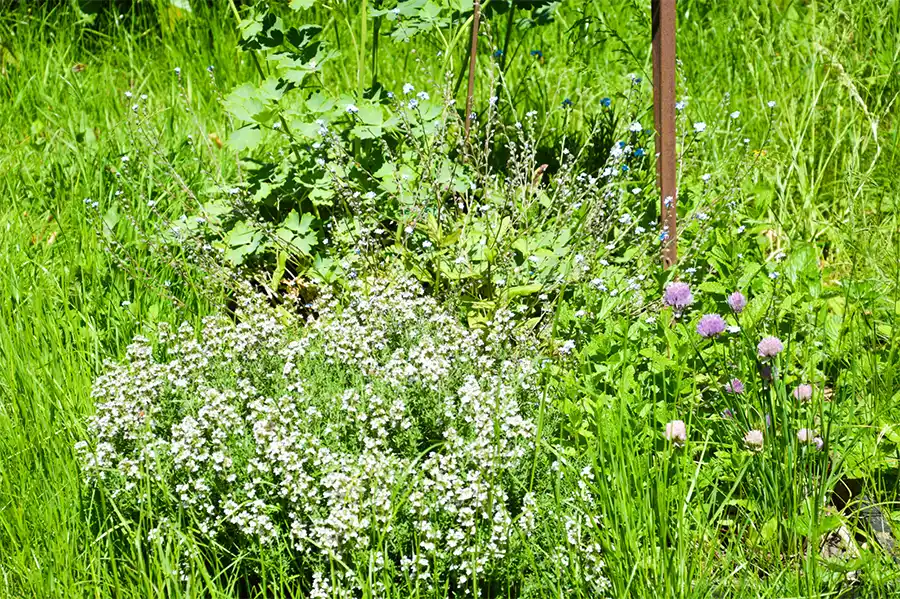 Slim omgaan met regenwater in de tuin