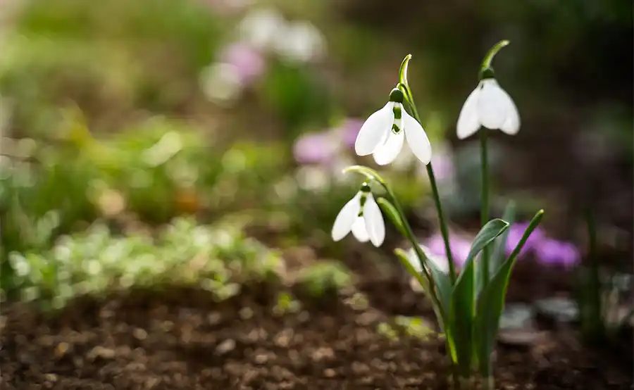 Februari in de tuin: zo bereid je planten en terras slim voor op het voorjaar