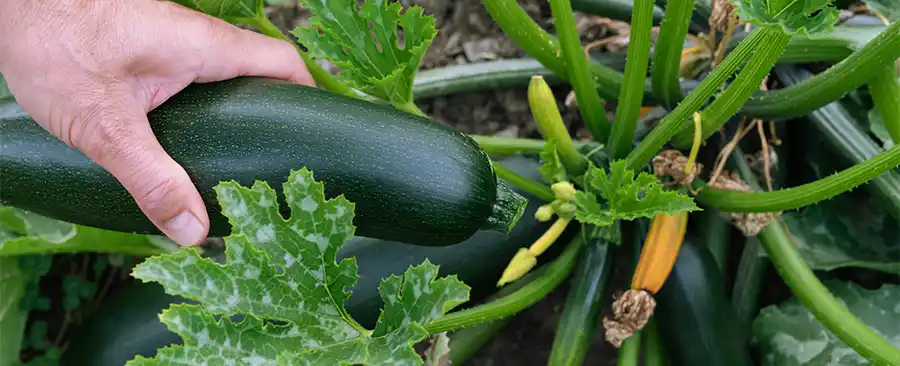 Courgette