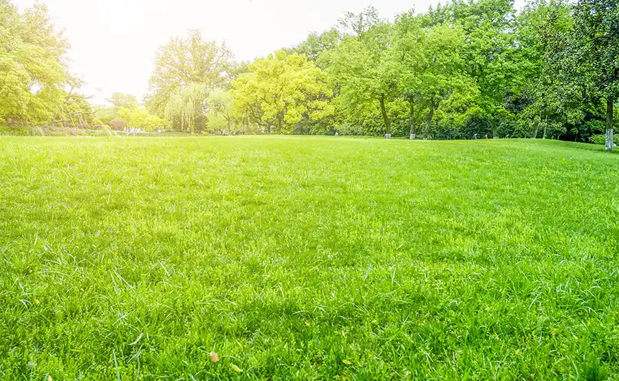 Zo krijg je voor de zomer een vol en gezond groen gazon