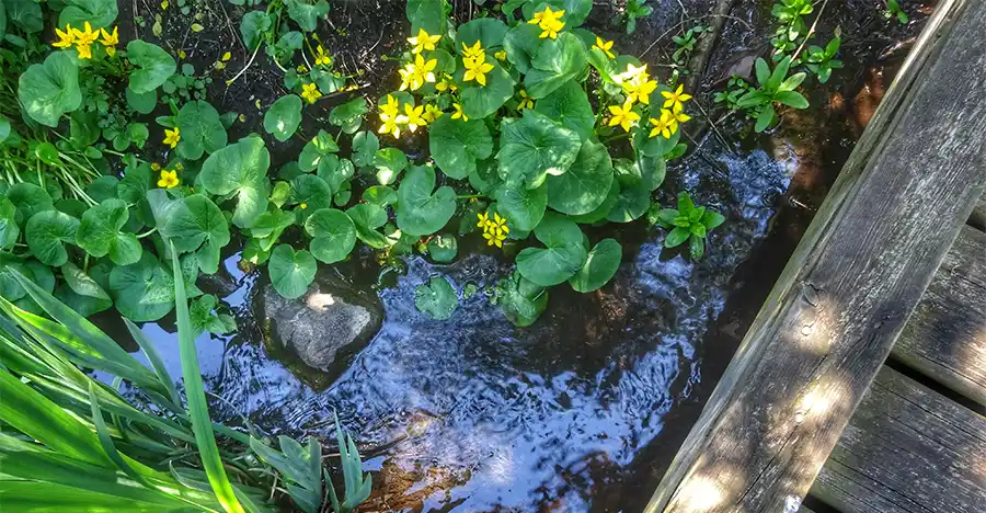 bloemen in de vijver