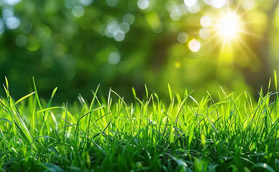 Hoe ligt jouw tuin er net voor de zomer bij?