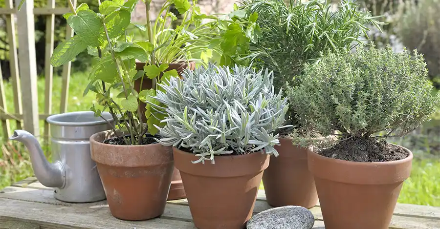 potplanten in de tuin