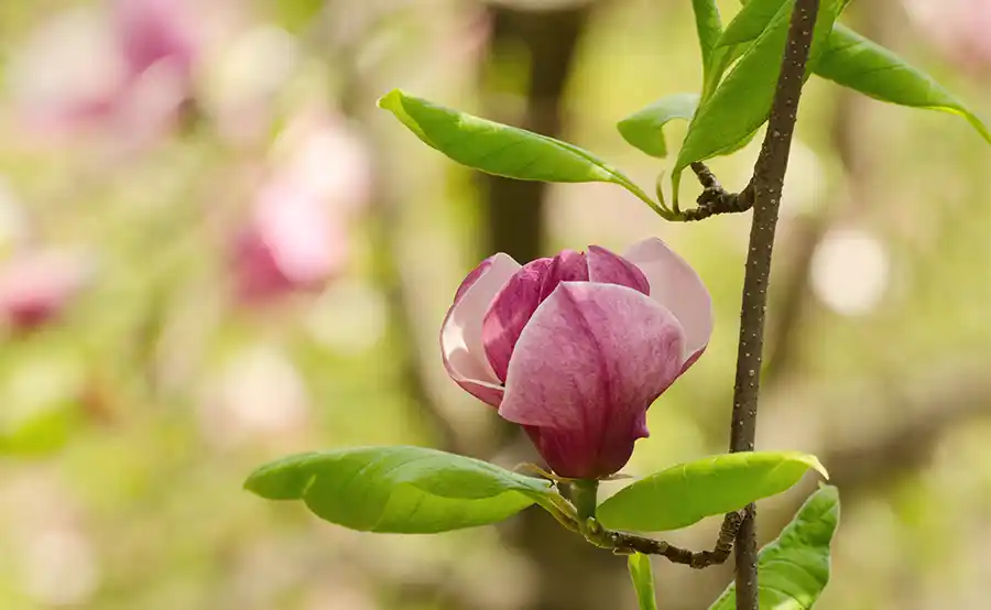 Magnolia planten: kies eerst de plek, dan pas het label
