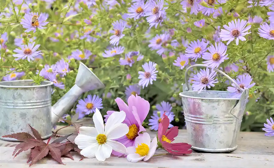 Zo verleng je de bloei in de tuin in juni
