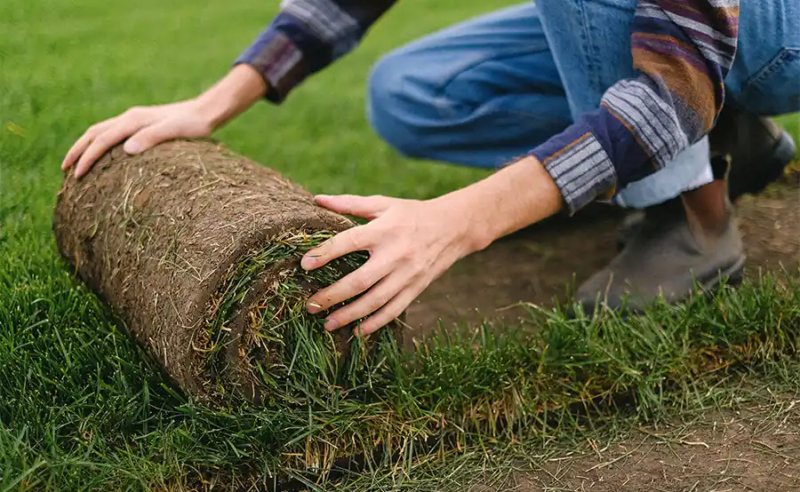 Graszoden leggen en onderhouden: zo krijg je een mooi gazon