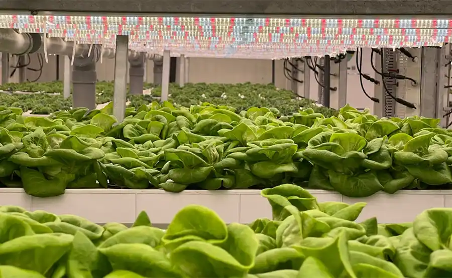 Van stek tot oogst: hoe licht, klimaat en voeding bepalen wanneer je opschaalt met een professionele LED groeilamp
