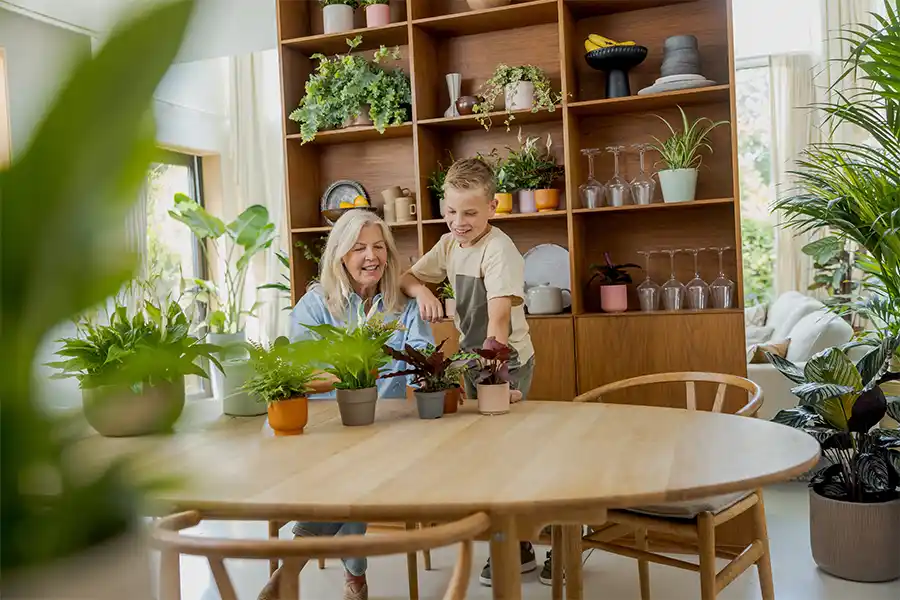 Luchtzuiverende kamerplanten