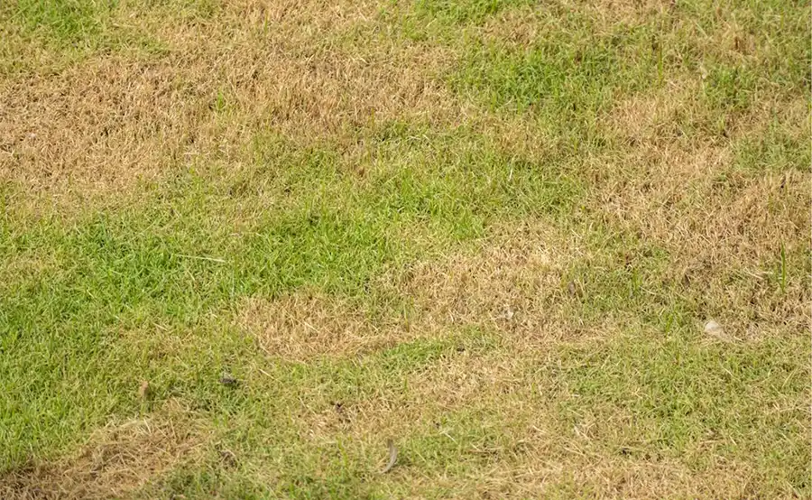 Zo herstel je je tuin na een hete, droge zomer