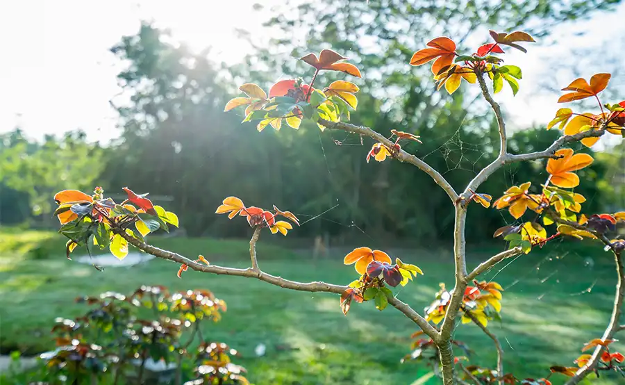Tuintips voor oktober: gazon, wortelstekken en hazelnoten