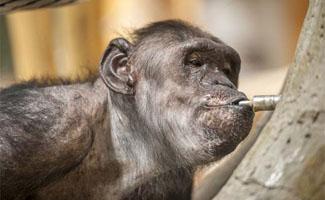 Chimpansees krijgen knuffelmuur van Climatrix in ZOO Antwerpen