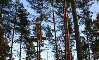 Duurzaam hout van het bos tot het dakvenster