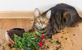 Schade door huisdieren, wordt die vergoed?