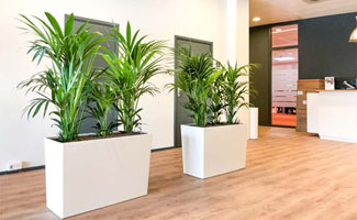 Luchtzuiverende plantenbak creëert veilig binnenklimaat op school en kantoor