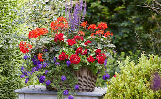 Geranium vol kleur en geur, genieten op balkon en terras