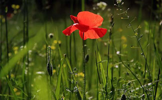 Tuintips voor eind juni en begin juli