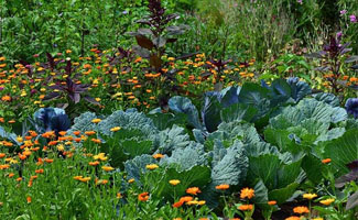 3 ideeën voor je moestuin