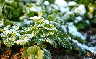 Tuinonderhoud in de wintermaanden