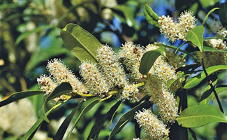 Een prunus lusitanica Angustifolia kopen voor in de tuin