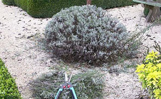 Tuintips voor eind augustus en begin september