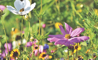 /Maak-je-tuin-zomerklaar-met-deze-tips/