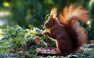 9-Tips-om-je-tuin-winterklaar-en-mooi-te-maken