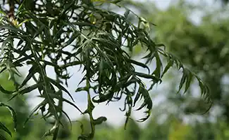 De Quercus cerris 'Summer Veil' – Een boom van eigen bodem