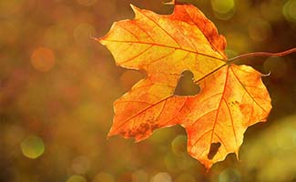 Tuintips-voor-de-derde-week-van-november