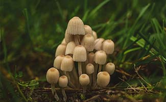 Tuintips-voor-eind-november-en-begin-december