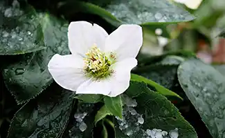 Prachtige tuinplanten die het hele jaar door blijven bloeien