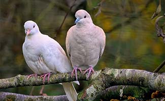 Eenvoudige-trucs-voor-een-duivenvrije-tuin