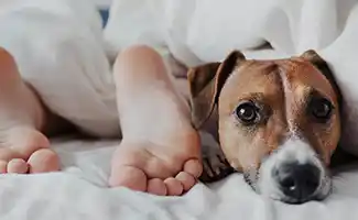 Waarom de hond in bed laten slapen wel of geen goed idee is
