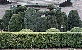 /Tuintips-Wat-te-doen-in-de-tuin-eind-februari-en-begin-maart/