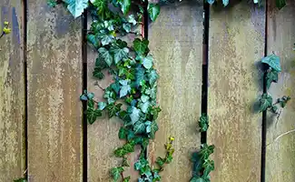 De 5 beste manieren om je tuin te transformeren met een tuinscherm