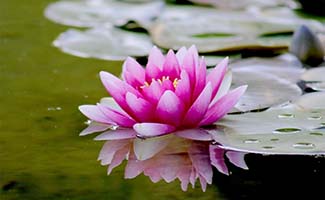 /Genieten-van-de-zomerse-tuin-Tuintips-voor-de-eerste-week-van-juli/