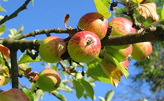/5-Tips-om-jouw-tuin-trendy-te-maken-met-een-appelboom/
