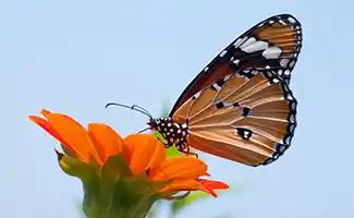 Tuintips voor een perfecte tuin in de tweede week van juli