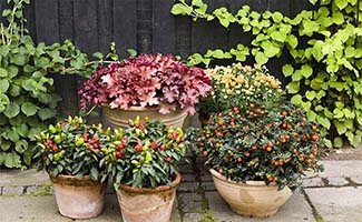 /Tuintips-september-is-de-perfecte-maand-voor-tuinonderhoud-en-nieuwe-aanplant/